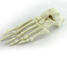Compre um pé de 12323, osso de pé perfurado sintético